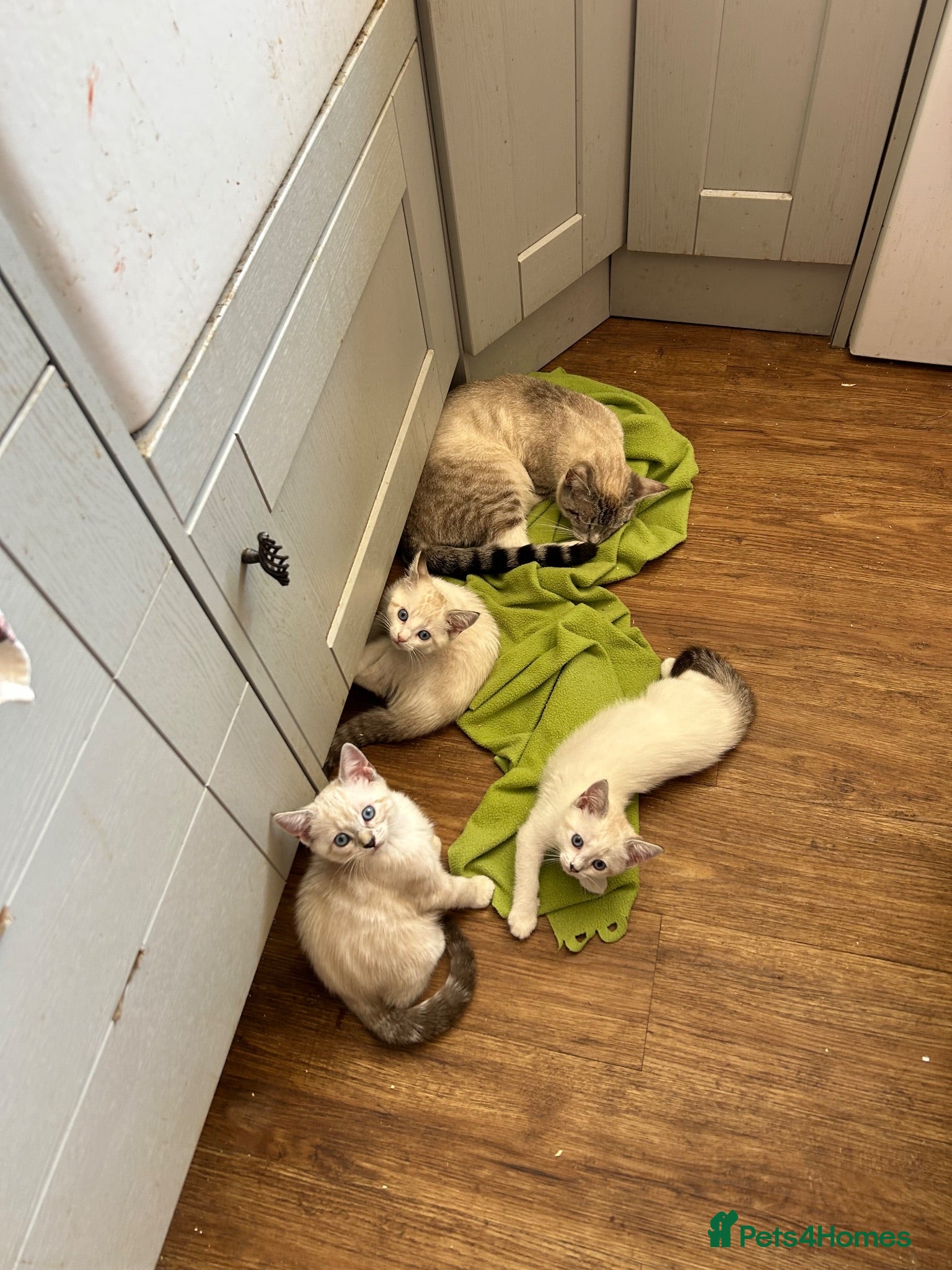 Bengal cats Bengal x ragdoll kittens - Advert 4