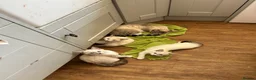 Bengal cats for sale: Bengal x ragdoll kittens - Advert 1