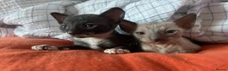 Cornish Rex cats for sale: 4 beautiful Cornish Rex girls  - Advert 3