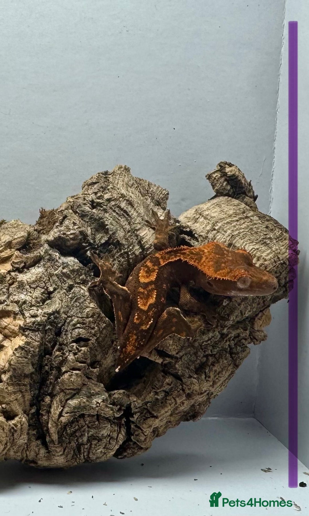 Gecko reptiles for sale: Baby Crested Geckos for Sale – Multiple Morphs  - Advert 18