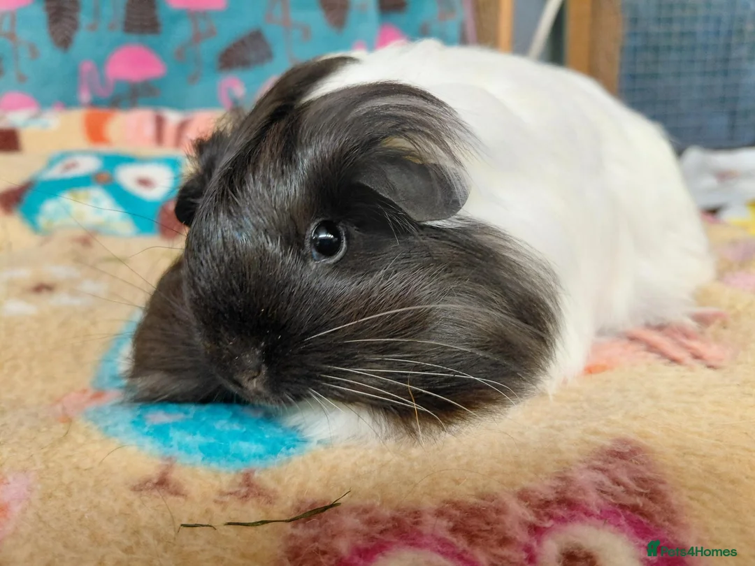 Guinea Pig rodents for sale: Young Adult Teddy Sow/Retired Young Adults  - Advert 1
