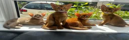 Abyssinian cats for sale: Abyssinian kittens  - Advert 18