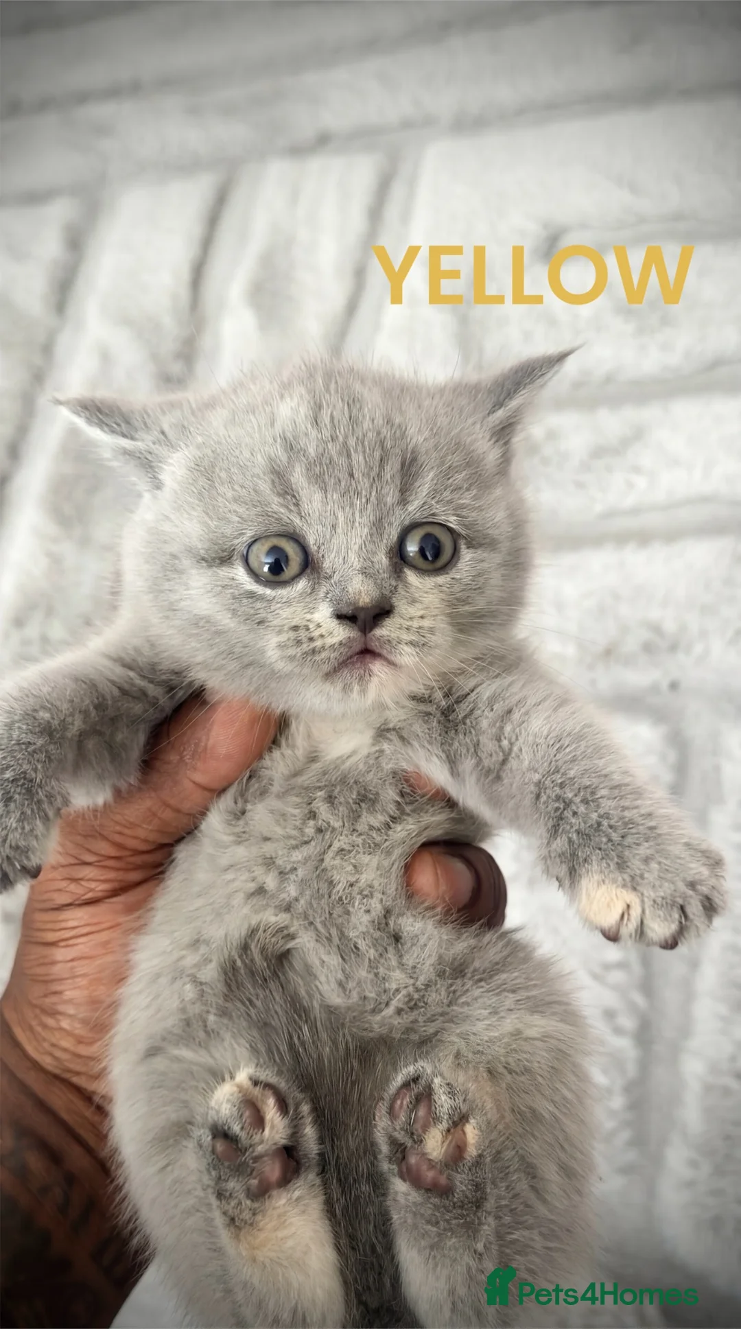 British Shorthair cats for sale: Beautiful British Shorthair Kittens - Advert 23