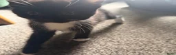 Mixed Breed cats for sale: Tuxedo kittens ready for thier new homes  - Advert 4