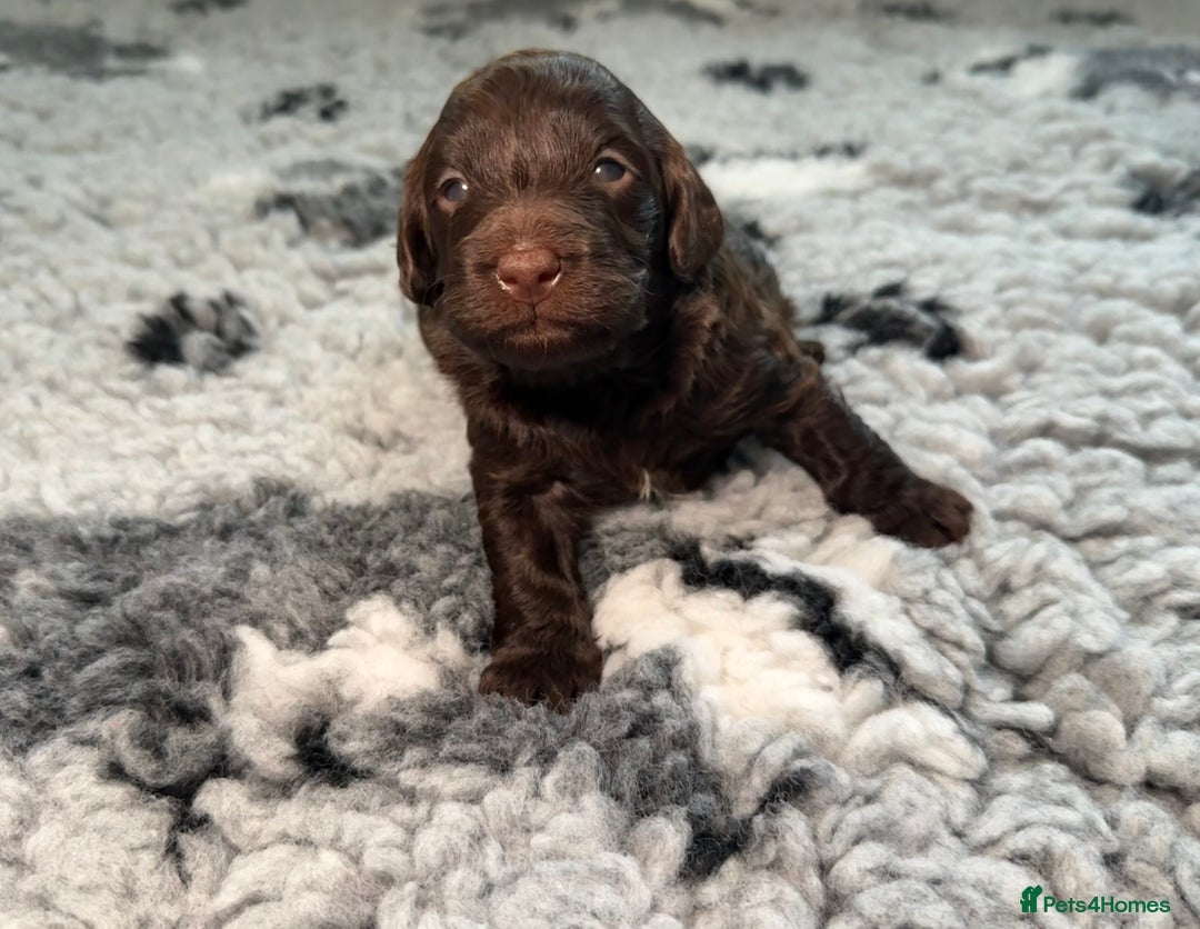 Cockapoo dogs for sale: 🐾 Beautiful F1B Cockapoos –Health Tested Parents  - Image 12