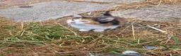 Mixed Breed cats for sale: Two beautiful kittens - Advert 7