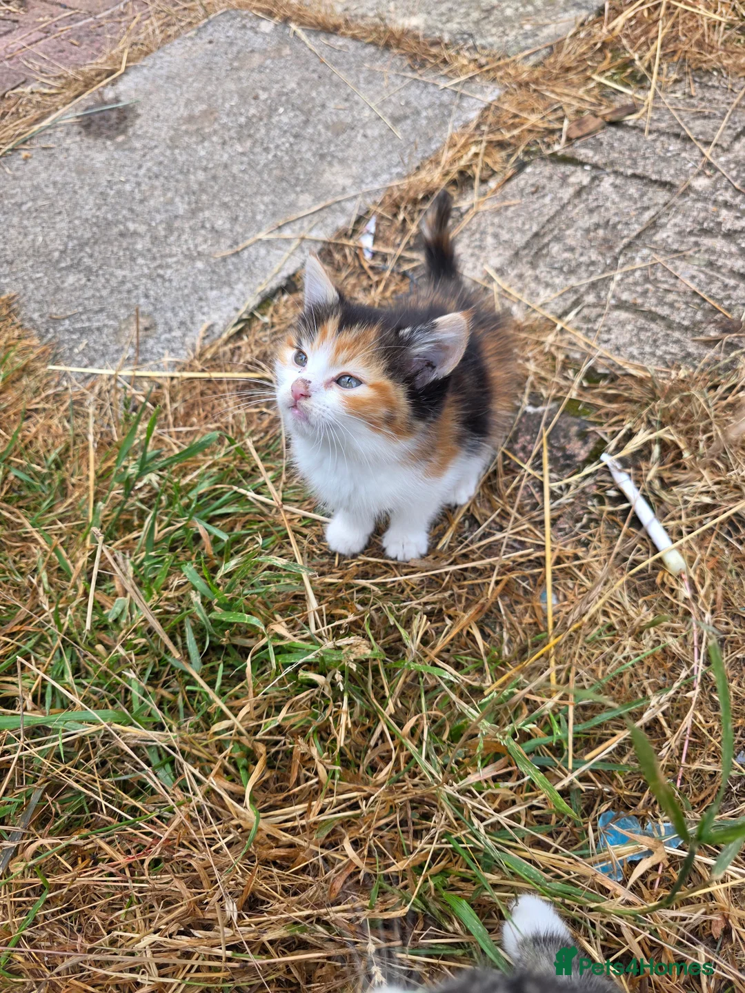 Mixed Breed cats for sale: Two beautiful kittens - Advert 7