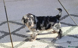 Cockapoo dogs for sale: F1 Cockapoo puppies for sale - Advert 27