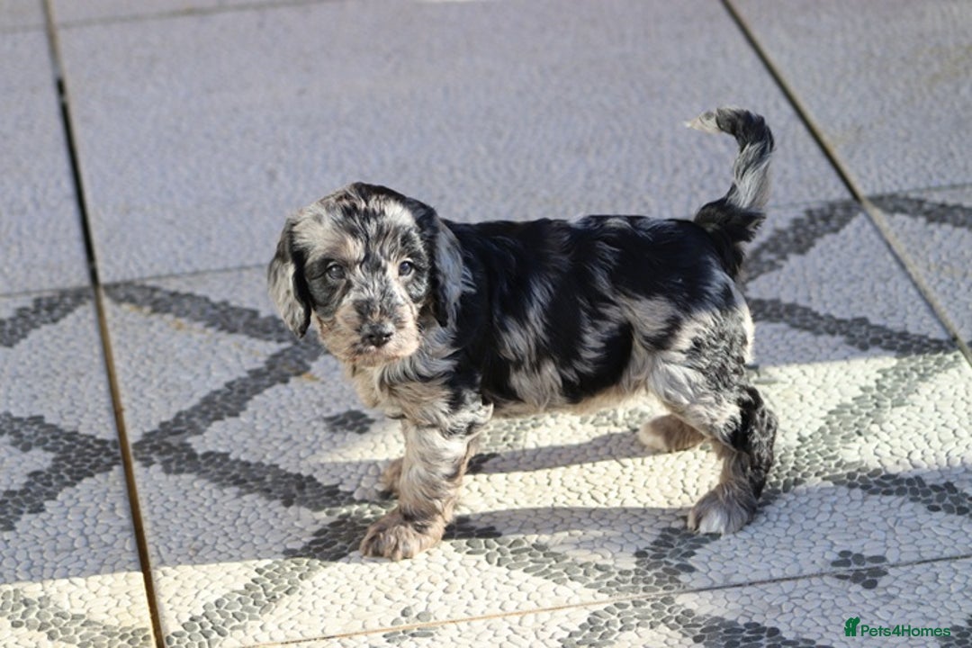 Cockapoo dogs for sale: F1 Cockapoo puppies for sale - Advert 27