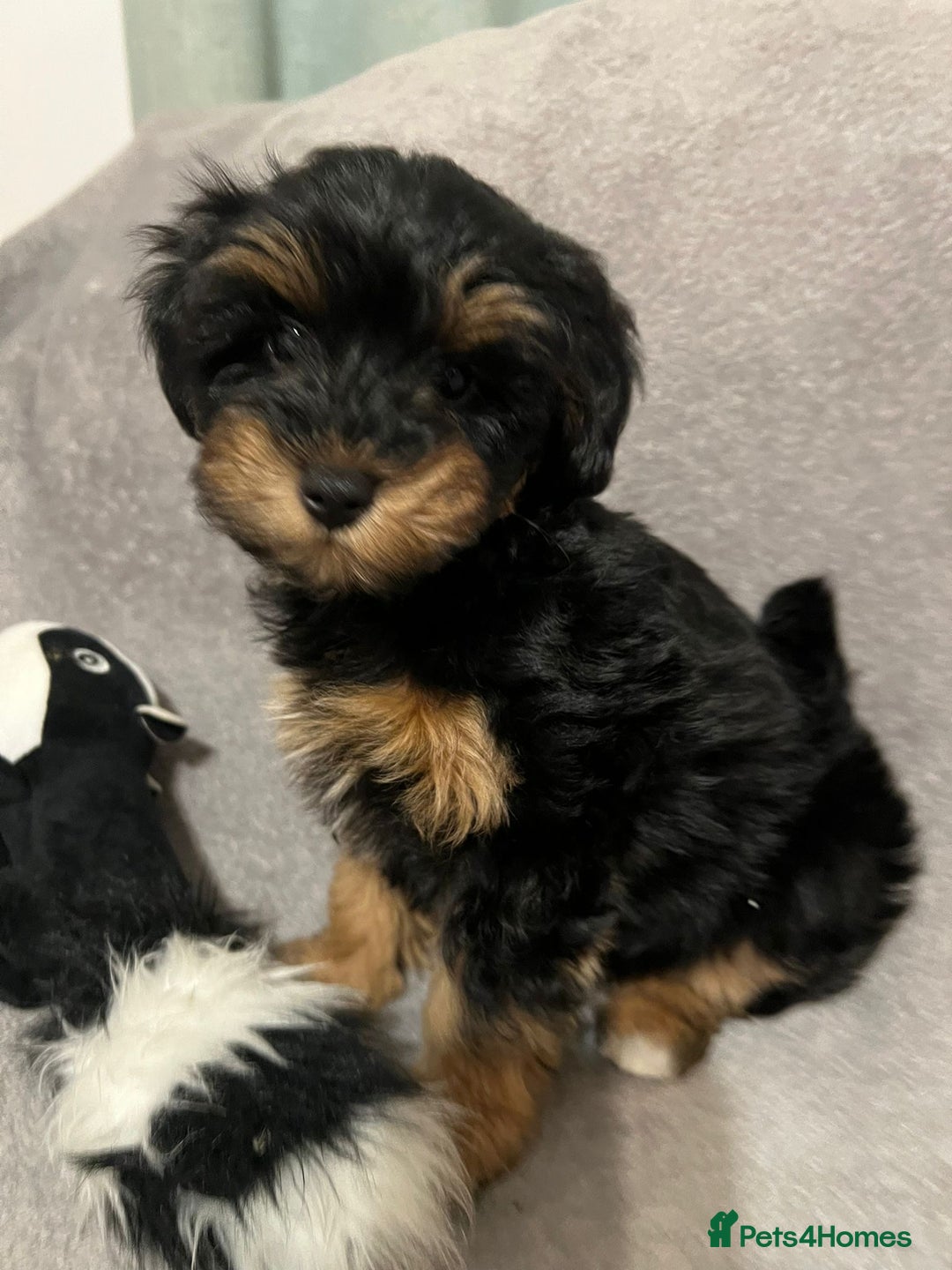Schnoodle dogs for sale: American Toy Schnoodle Puppies *READY TO GO* - Advert 2