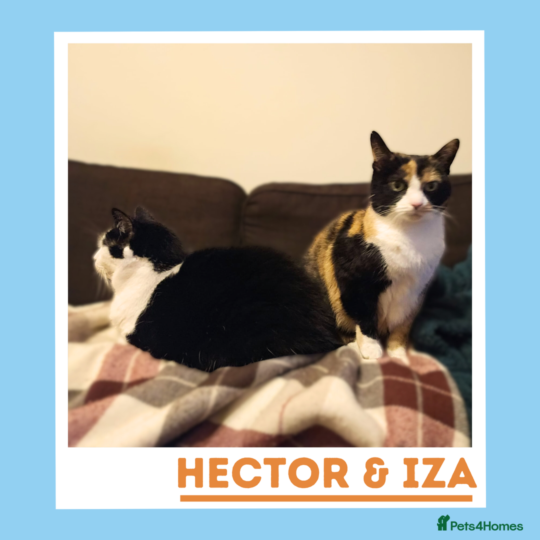 Mixed Breed cats for adoption: Gentle, Sweet Kitties in their Golden Years - Advert 1