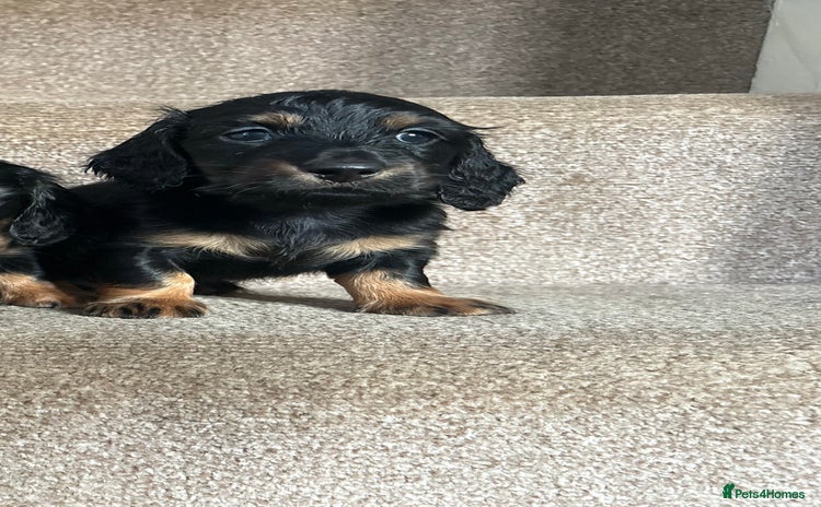 Miniature Dachshund dogs Last KC reg mini longhaired boy available  - Advert 13
