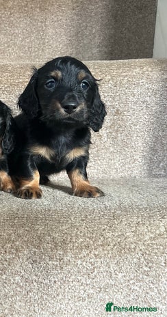 Miniature Dachshund dogs Last KC reg mini longhaired boy available - Advert 13