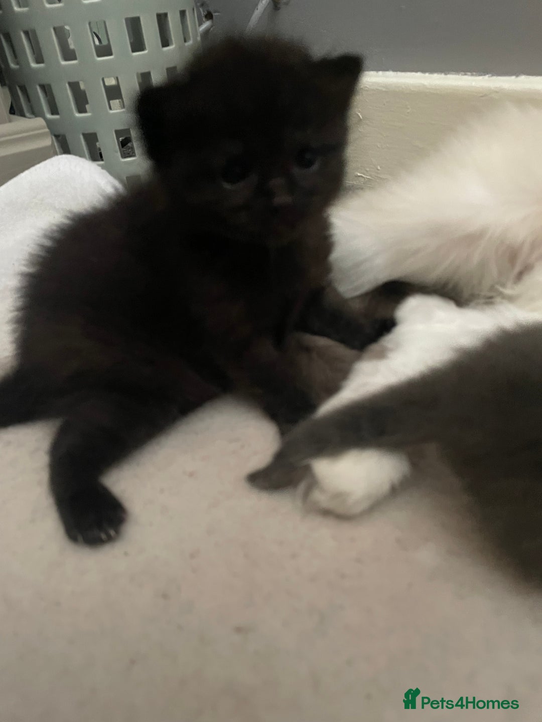 Mixed Breed cats for sale: Beautiful half ragdoll kittens - Image 2