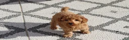 Cavapoochon dogs for sale: Cavapoochon puppies for sale Fox Red  - Advert 15