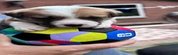 Mixed Breed dogs for sale: BORDER COLLIE and STAFF CROSS PUPPIES in Tadcaster - Advert 13