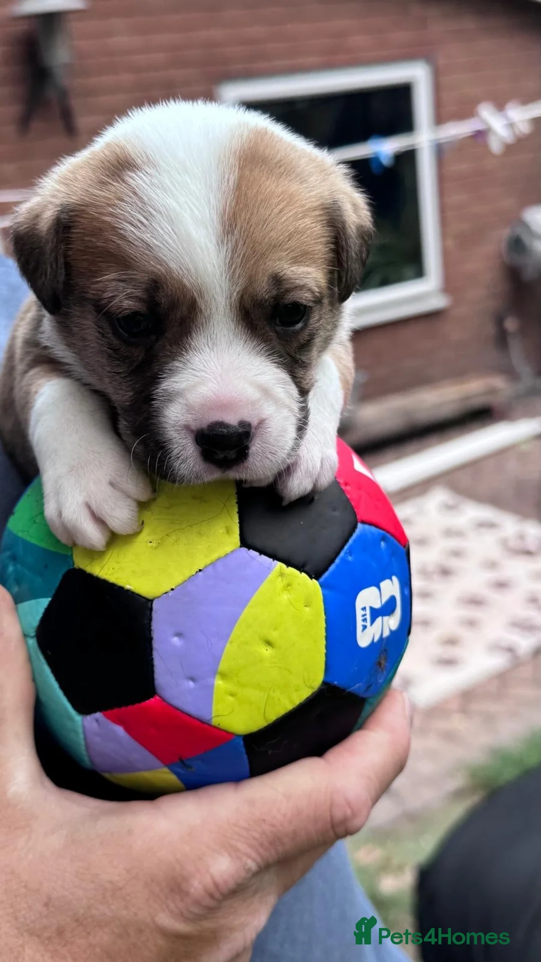Mixed Breed dogs for sale: BORDER COLLIE and STAFF CROSS PUPPIES in Tadcaster - Advert 13