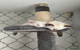 Ragdoll cats for sale: 3 x males , 1 x female  - Image 2