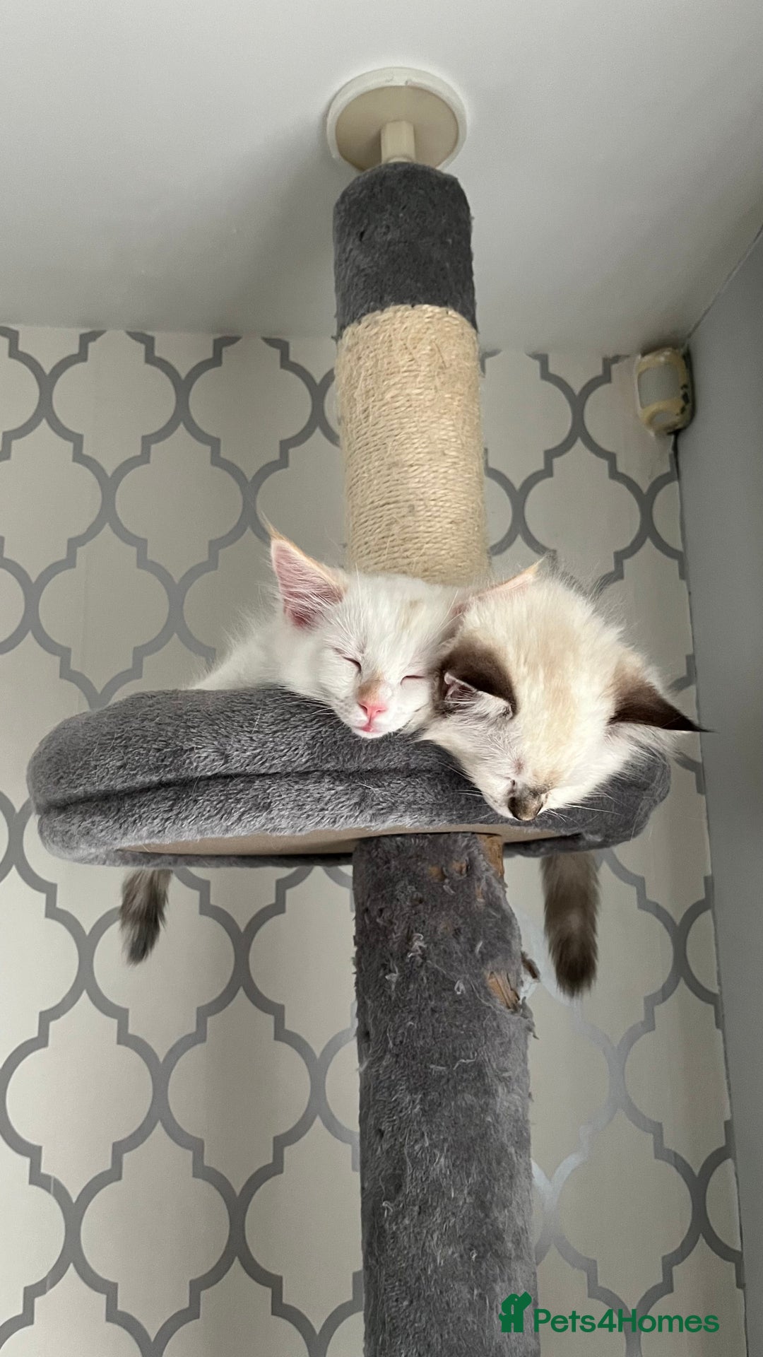 Ragdoll cats for sale: 3 x males , 1 x female  - Image 2