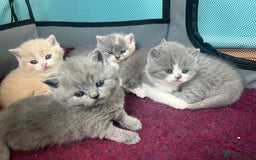 British Shorthair cats for sale: British short hair kittens  - Image 9