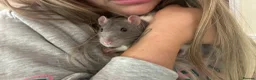 Rat rodents for sale: Two male rats, very friendly!  - Advert 5