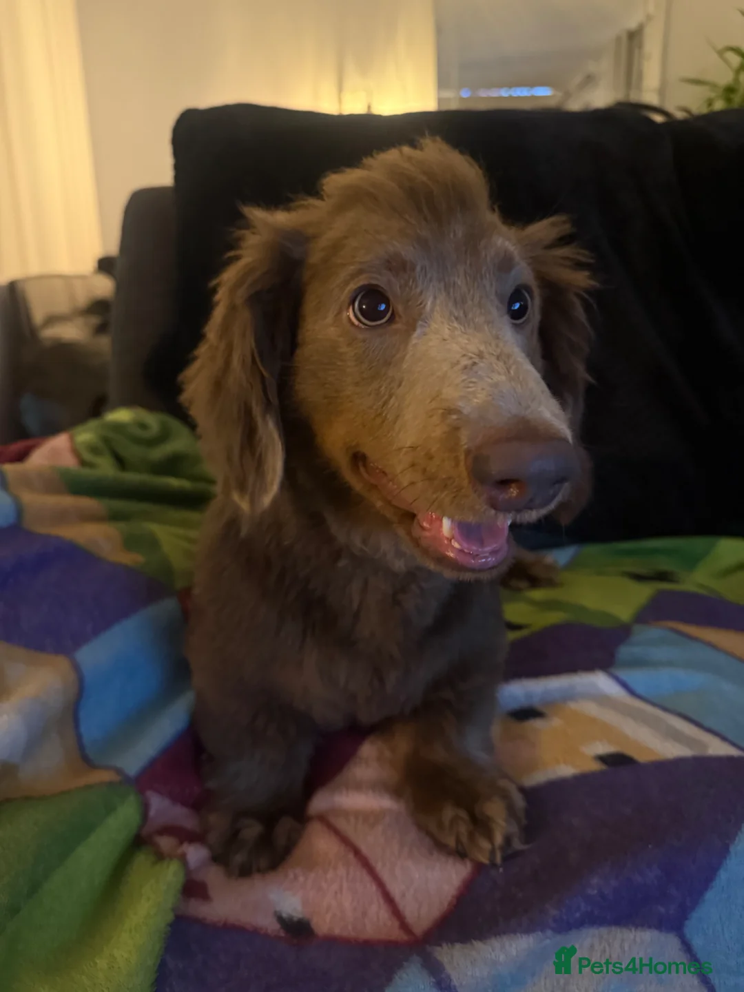 Dachshund dogs for stud: Daschund male looking for stud  - Advert 1