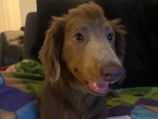 Dachshund dogs Daschund male looking for stud - Advert 1