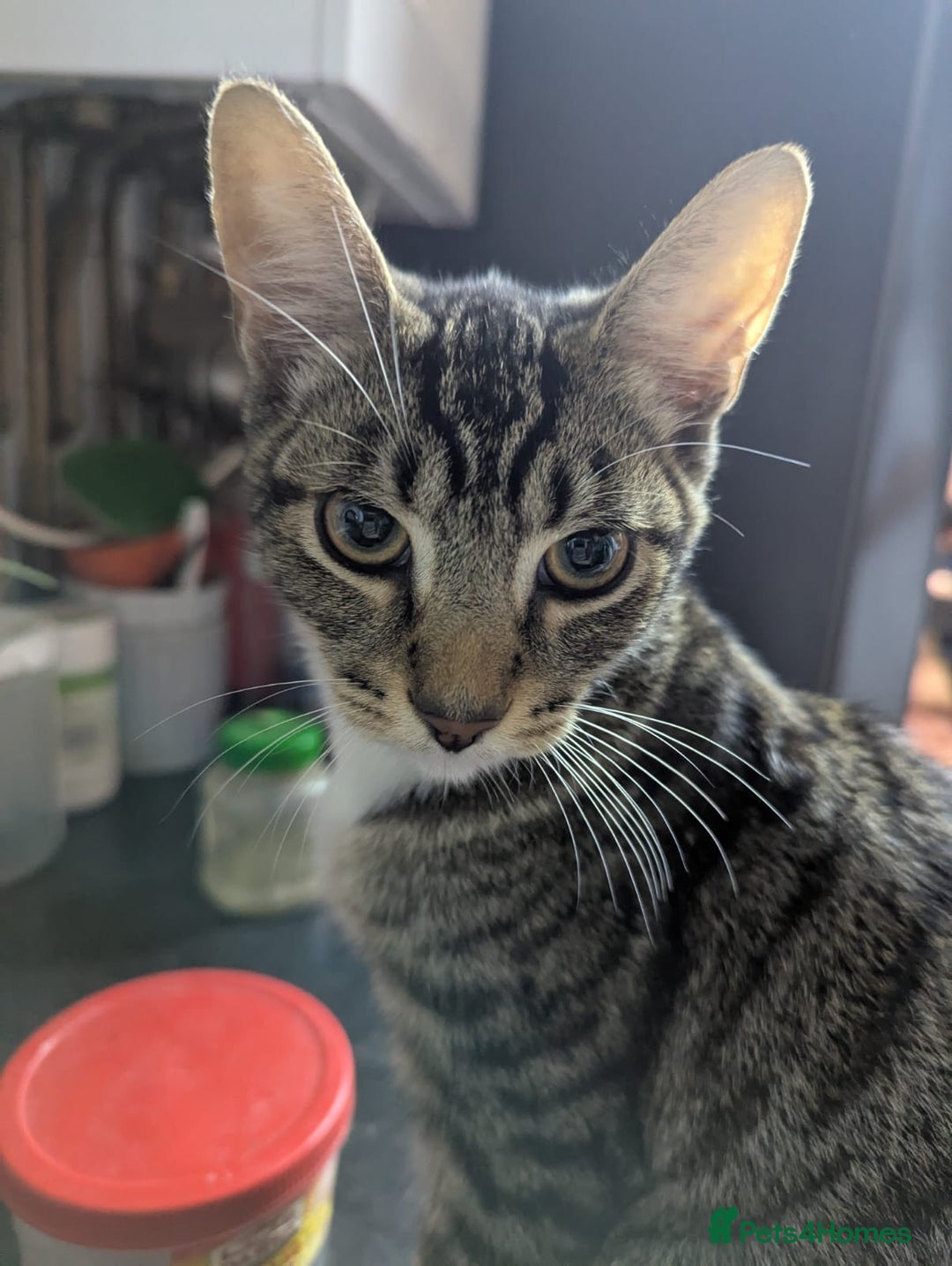 Domestic Shorthair cats for sale: Adorable 4-Month-Old Kitten – Family Home Only - Image 3