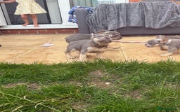 French Bulldog dogs for sale: French Bulldog Puppies - Image 19