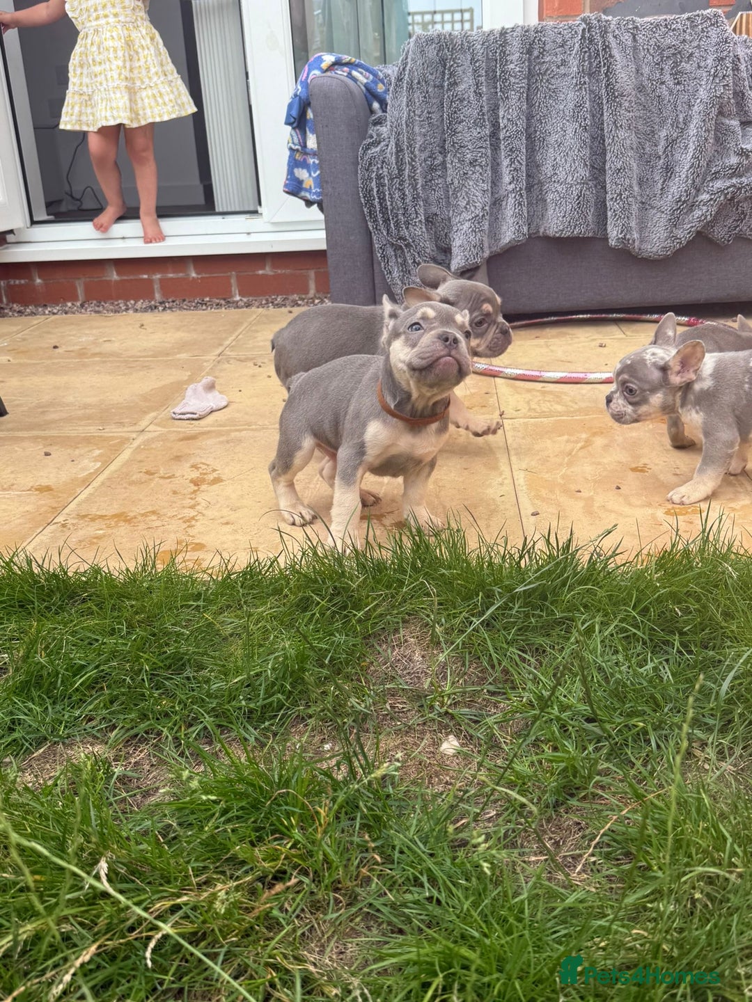 French Bulldog dogs for sale: French Bulldog Puppies - Image 19