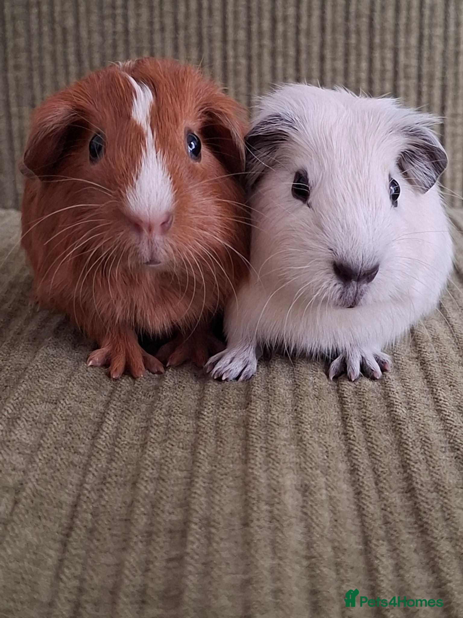 Guinea Pig rodents Guinea pigs - Boars - Advert 3