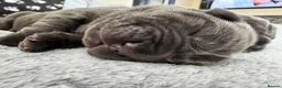 Neapolitan Mastiff dogs for sale: Rare breed Neapolitan mastiff puppies  - Advert 16