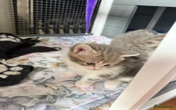 British Shorthair cats for sale: Half British shorthair for sale - Image 5