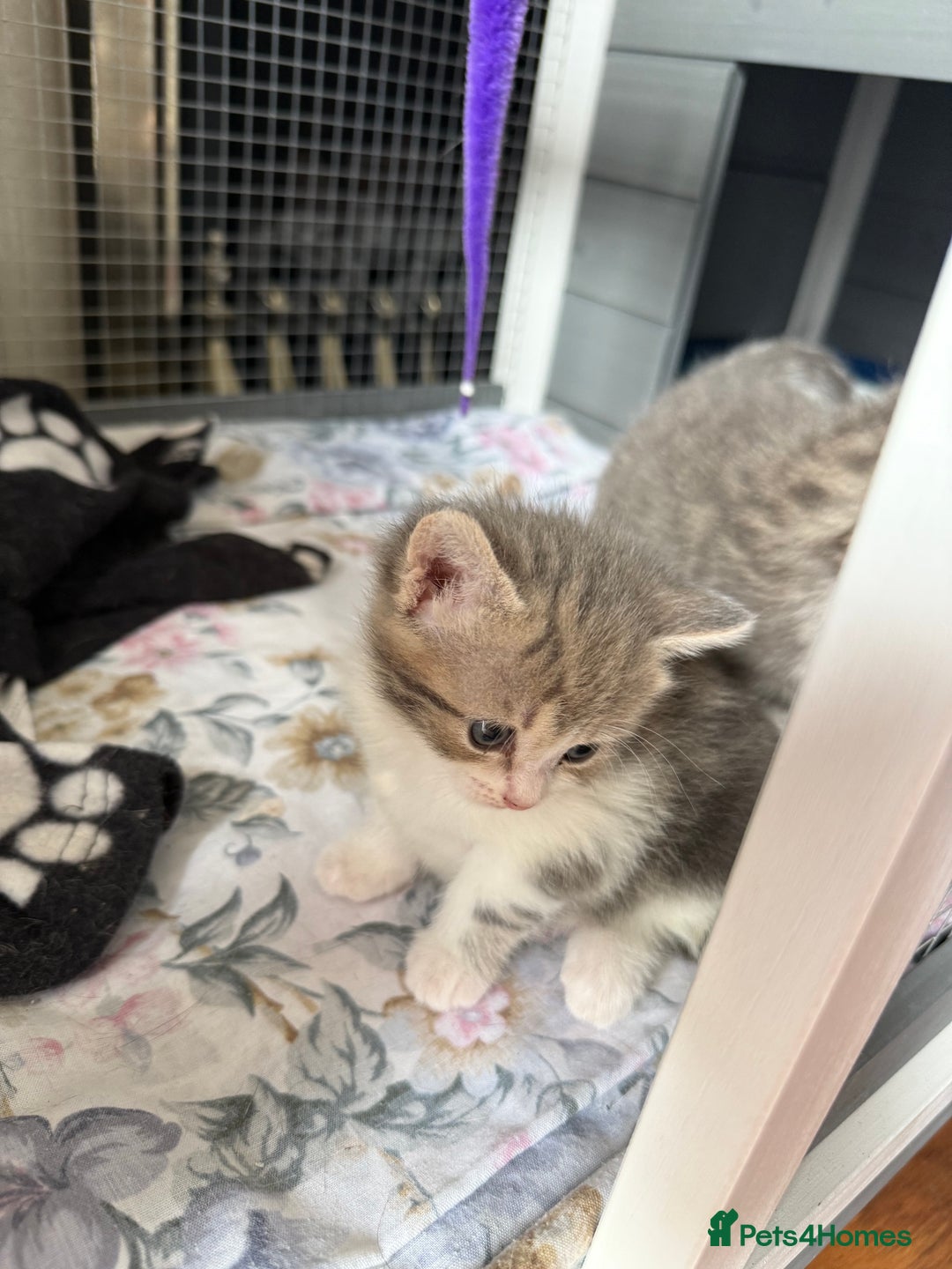British Shorthair cats for sale: Half British shorthair for sale - Image 5