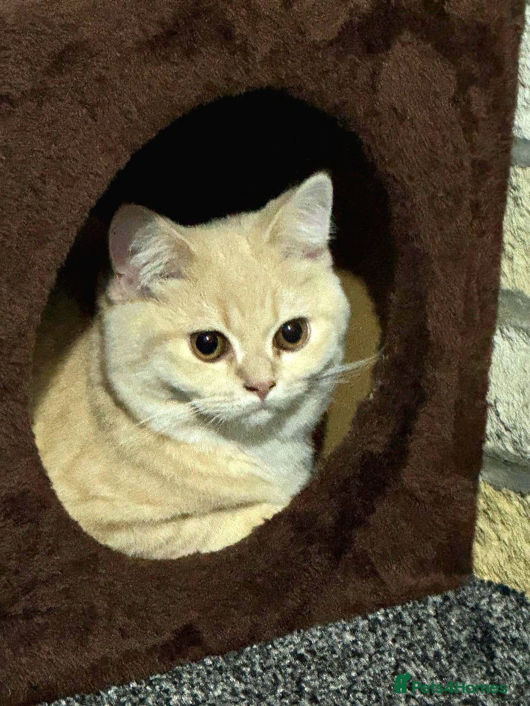 Scottish Fold cats for sale: Rare cream colour - Image 6
