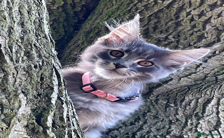 Maine Coon cats - Advert 6