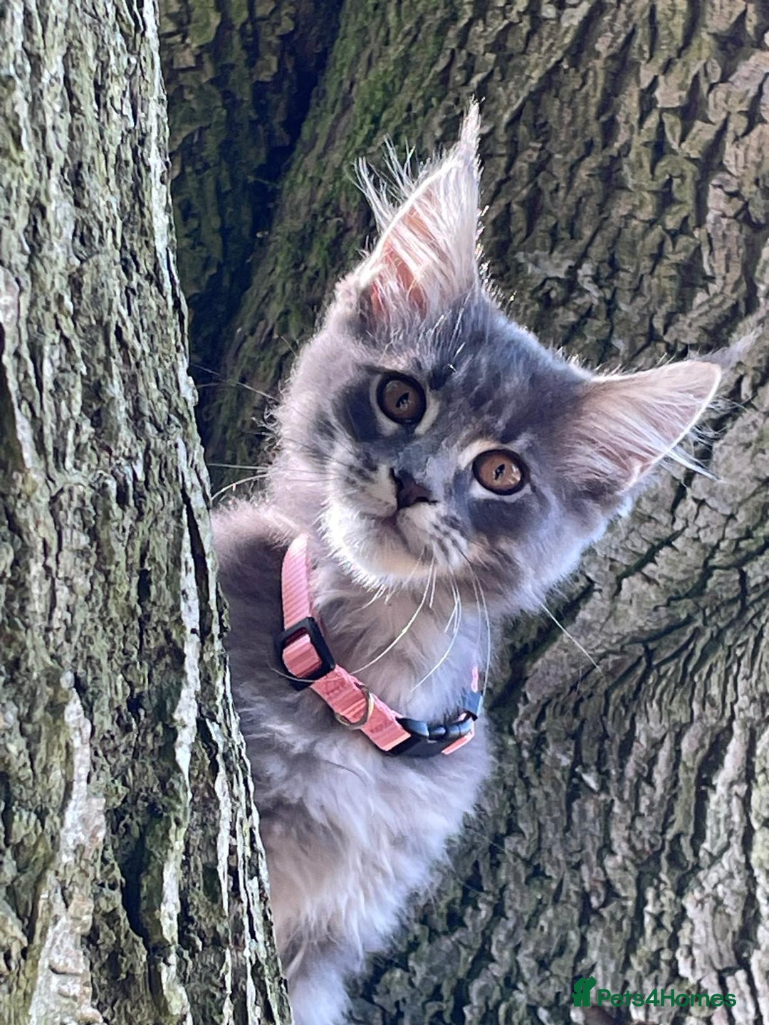 Maine Coon cats for sale: Maine Coon Kittens - Image 1