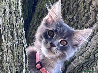 Maine Coon cats - Advert 5