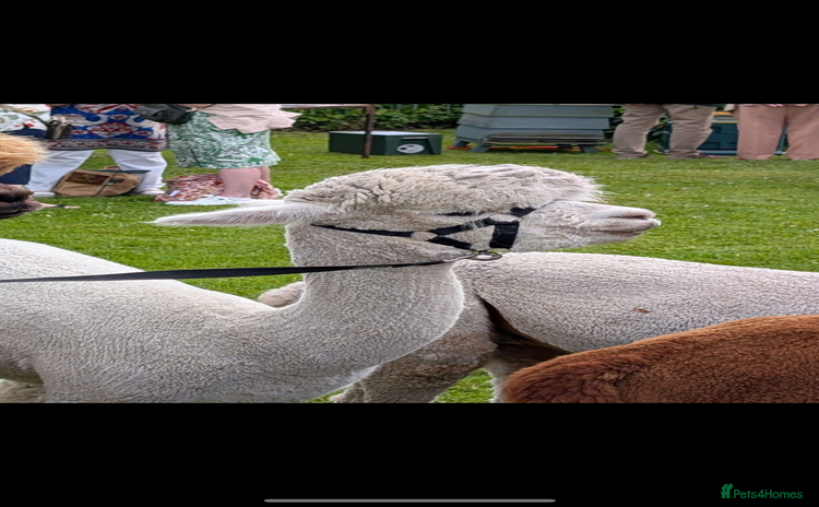 Alpaca livestock - Advert 7