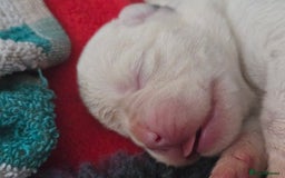 Boxer dogs for sale:  Only 2 girls left... 🥰 - Image 21