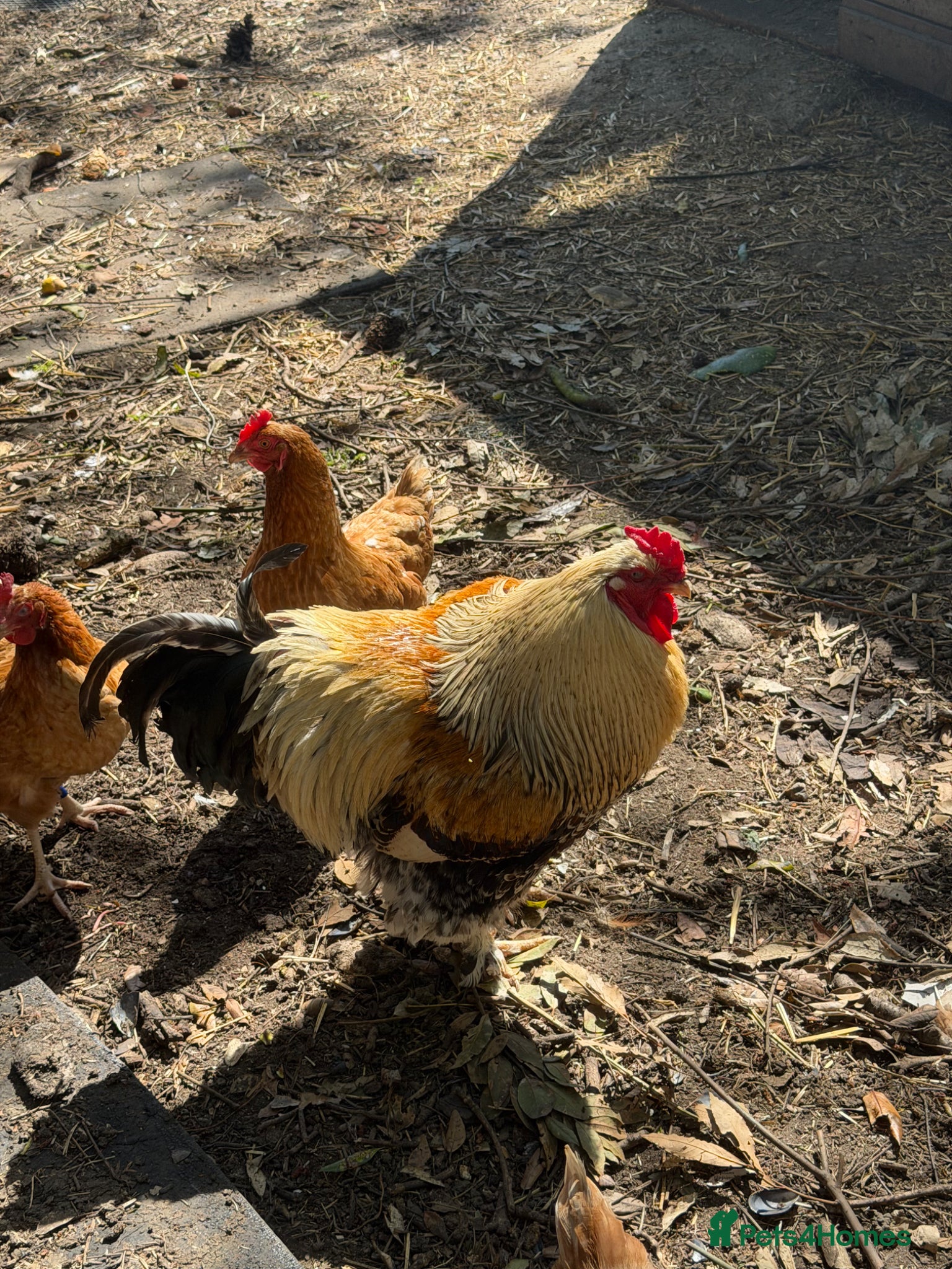 Chickens poultry Large Brahma cockerel available - Advert 4