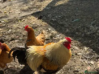 Chickens poultry Large Brahma cockerel available - Advert 4