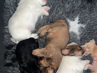 Shih Tzu dogs - Advert 1