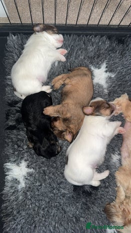 Shih Tzu dogs - Advert 5