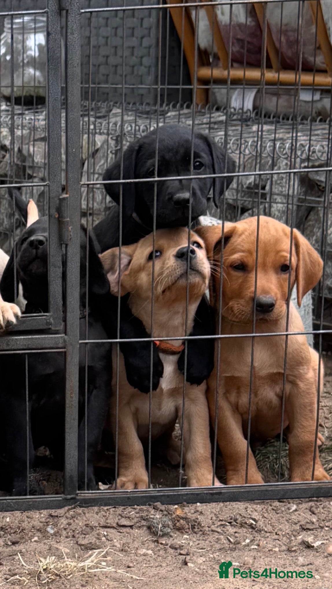 Labrador Retriever dogs Chunky Labrador Puppies  - Advert 2