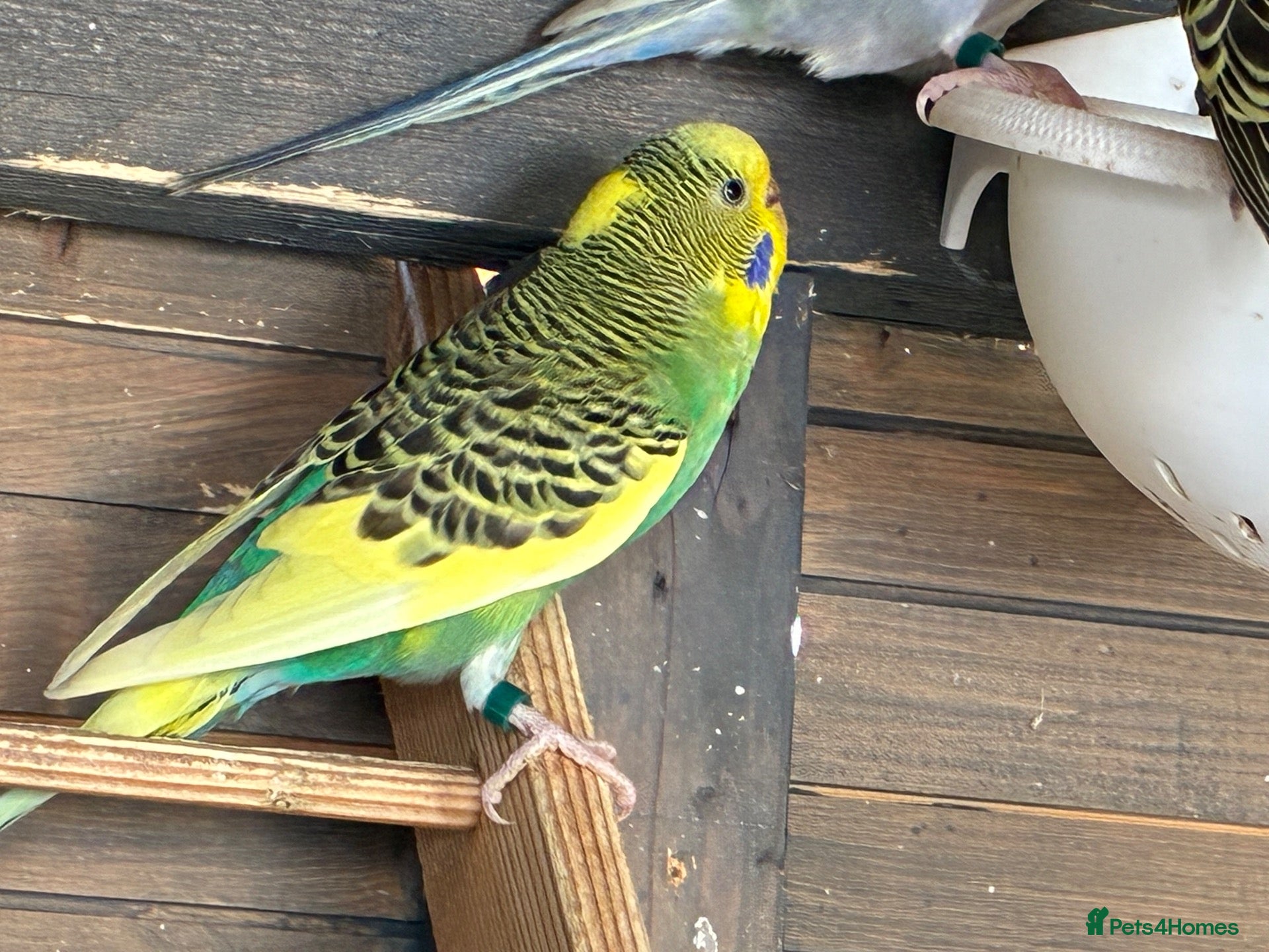 Budgerigars birds Aviary bred Budgies’s for sale - Advert 1