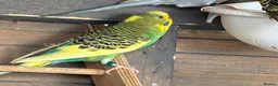 Budgerigars birds for sale: Aviary bred Budgies’s for sale - Advert 1