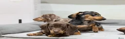 Miniature Dachshund dogs for sale: Quality KC Registered Miniature Dachshund Litter - Advert 14