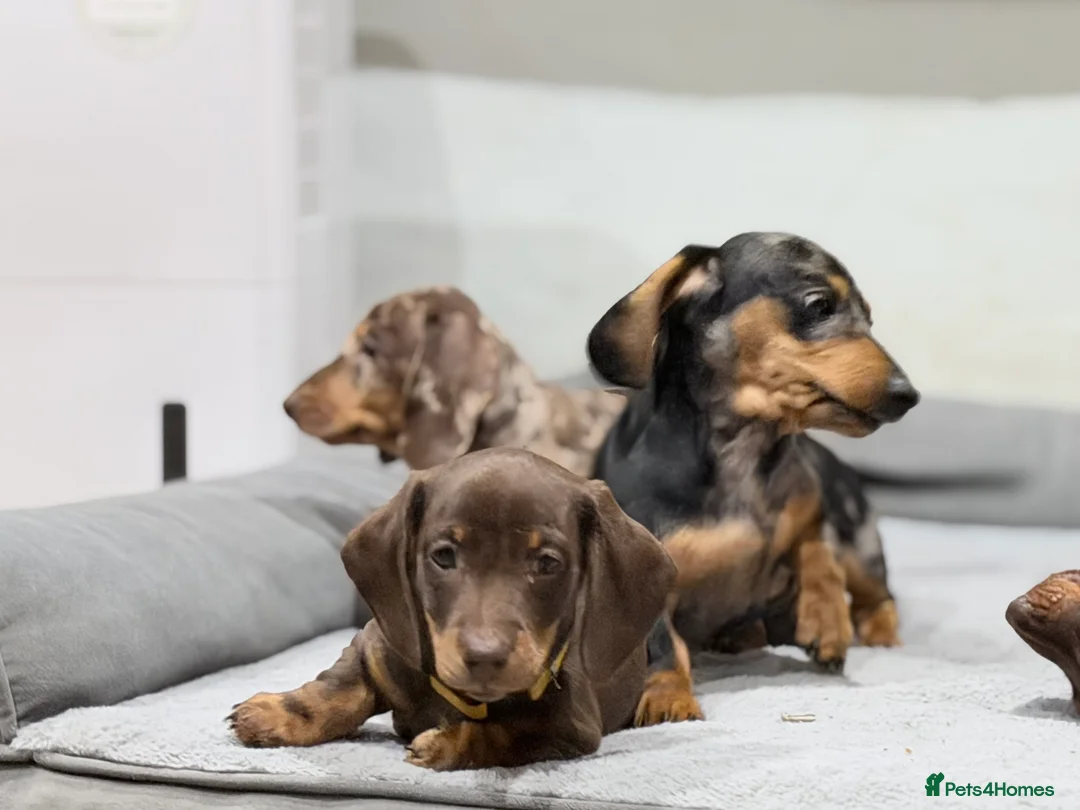 Miniature Dachshund dogs for sale: Quality KC Registered Miniature Dachshund Litter - Advert 14