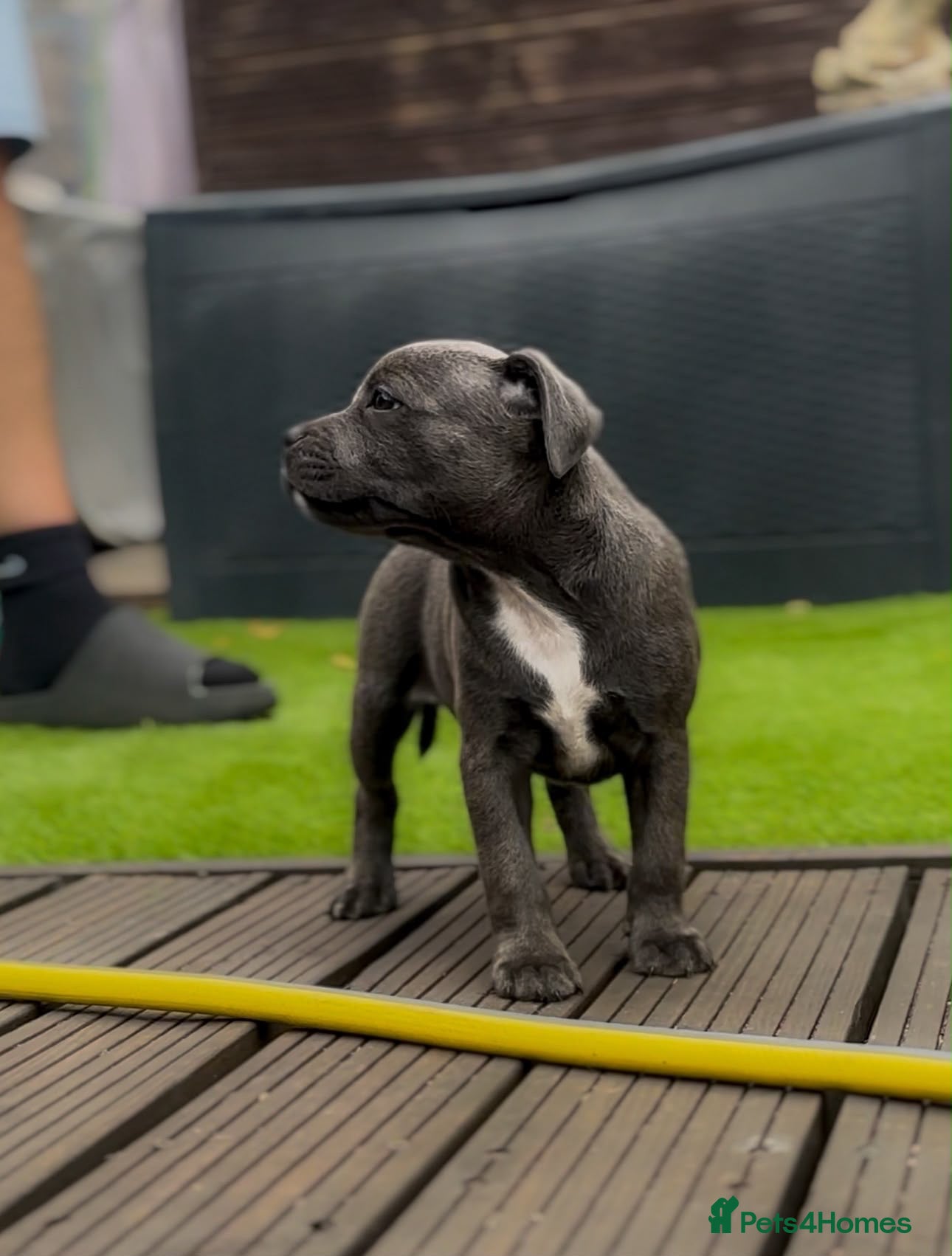 Staffordshire Bull Terrier dogs Amazing Staffordshire bull terrier litter!  - Advert 18